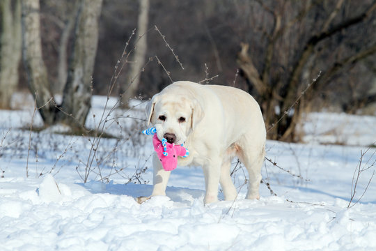 the yellow labrador in winter in snow with a toy