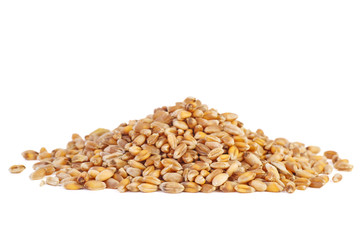 Fototapeta premium Small pile of barley grains