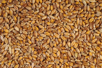 Barley grain
