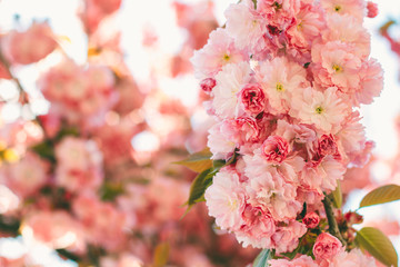 Spring background with flowering Japanese oriental cherry sakura blossom, pink buds with soft sunlight, soft focus