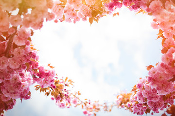 Spring background with flowering Japanese oriental cherry sakura blossom, pink buds with soft sunlight against the sky, soft focus, with space for text and postcards in form of heart