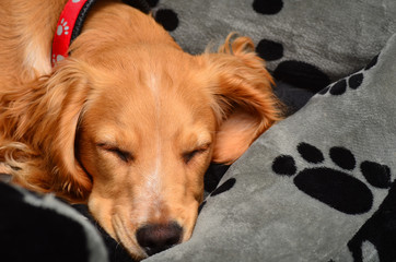 Cocker spaniel puppy taking a nap in her comfortable bed.