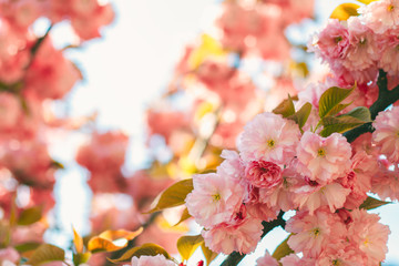 Spring background with flowering Japanese oriental cherry sakura blossom, pink buds with soft...