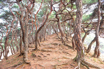 Fototapeta na wymiar Korean old pine tree