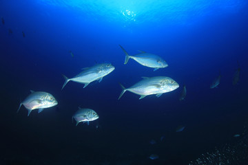 Fototapeta na wymiar Trevally fish underwater