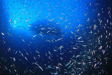 Fototapeta na wymiar Scuba diving boat from underwater with fish
