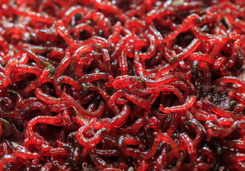 background of very many small slippery nasty red mosquito larvae moths lie and crawl