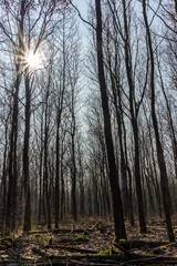 Kahler Wald im Sonnenschein