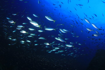 Fototapeta na wymiar Mackerel fish