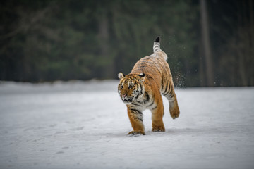 Siberian Tiger in the snow (Panthera tigris)	