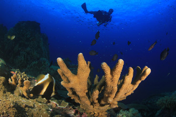 Naklejka na ściany i meble Scuba dive on coral reef underwater