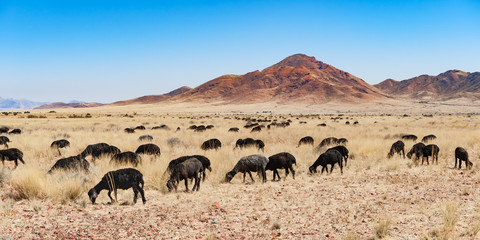 Fototapeta na wymiar a herd of black sheep in the savannah of namibia africa