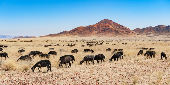 a herd of black sheep in the savannah of namibia africa