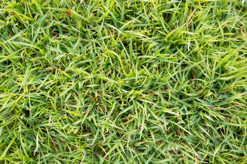green grass texture natural background