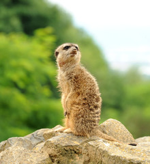 Erdmännchen