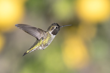 Fototapeta na wymiar anna's Hummingbird in flight