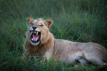 Obraz na płótnie Canvas Mighty Lion watching the lionesses who are ready for the hunt in Masai Mara, Kenya (Panthera leo)