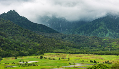 Fototapeta na wymiar taro fields in rainy weather and mountains in the background with waterfalls kauai hawaii