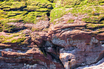 Flock of gannet birds perched and flying by Bonaventure island cliff in Perce, Gaspesie, Gaspe region of Quebec, Canada