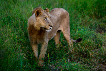 Naklejka na ściany i meble Mighty Lion watching the lionesses who are ready for the hunt in Masai Mara, Kenya (Panthera leo)