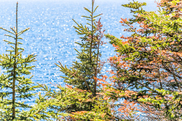Red dry pine, fir or spruce trees against bright blue ocean, sea or bay in summer