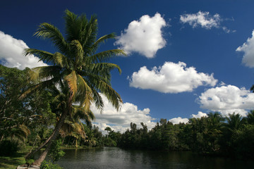 Fototapeta na wymiar Zapata Swamp Landscape, Zapata Peninsula, Cuba