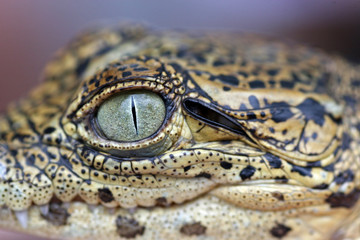 Cuban crocodile, Zapata Swamp, Zapata Peninsula, Cuba © bayazed
