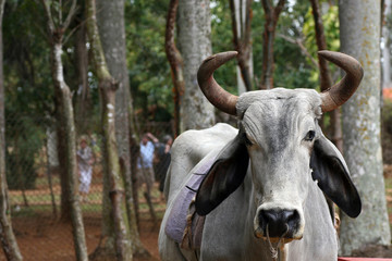 Cuban cow, Zapata Peninsula, Cuba