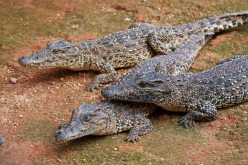 Cuban crocodile, Zapata Swamp, Zapata Peninsula, Cuba