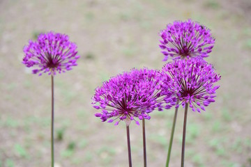 Zierlauch, Allium