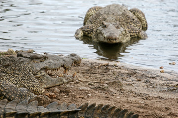 Cuban crocodile, Zapata Swamp, Zapata Peninsula, Cuba