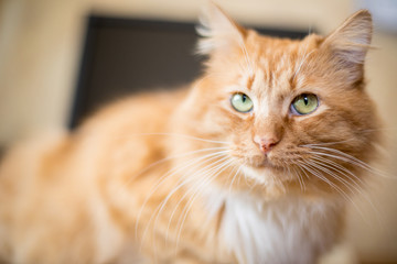Fototapeta na wymiar Funny red striped cat, domestic animal