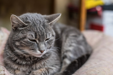 Cute funny tabby gray cat