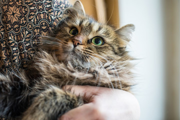 Cute funny tabby gray cat