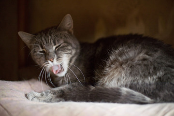Cute funny tabby gray cat shows tongue