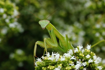A small Praying Mantis prowls about in the herb garden on a summer afternoon.