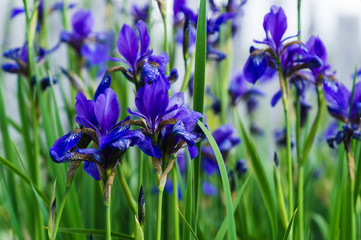 Blue iris flowers against a background of green grass