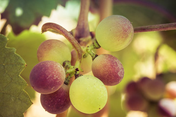 véraison du raisin dans les vignes