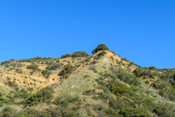 Tree on top of hiking trail on clear California morning
