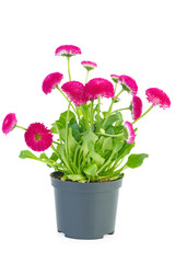 Pink daisy flowers in black pot