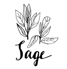 Vector the background, sketch the sage