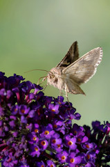 Autographa gamma