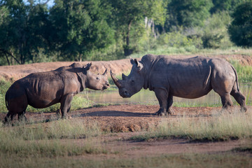 Obraz premium White rhino walking towards the camera in the Kruger National Park, South Africa. 
