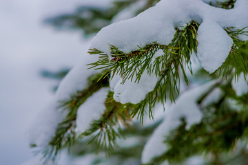 Close up of selective focus of green branches of pine covered with snow inside the pine forest in Norway