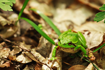 Little green frog