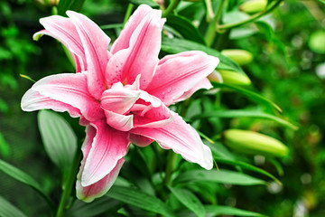 Lily flower in garden