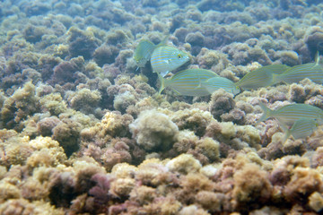 Fototapeta premium Fish swim in the sea next to algae