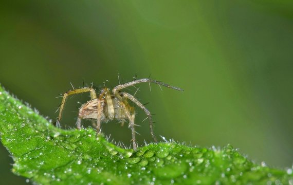 Lynx Spiders are common across most of the world. This one is a smaller species I found while it was out hunting in some weeds. This specimen does not build webs, but rather nimbly catches small prey.