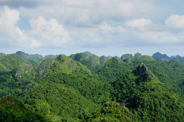 Fototapeta na wymiar Jungle on an island Cat Ba in Vietnam