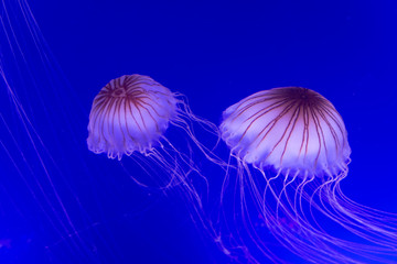 Two Jellyfishs Chrysaora pacifica on a blue background